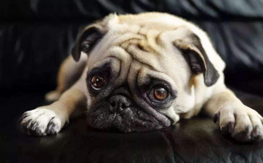 对巴哥犬感兴趣的人，请看过来！