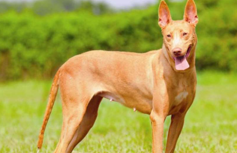 法老王猎犬的三项训练科目,你家的狗狗完成了吗? 法老王猎犬的三项训练科目,你家的狗狗完成了吗?