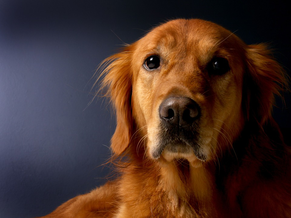 还不知道金毛犬的常患疾病及防治方法？别急，上干货啦！
