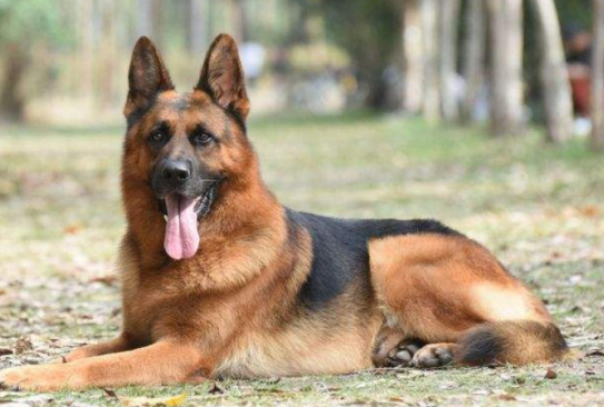 德国牧羊犬怎么训练，各位家长快来看看吧
