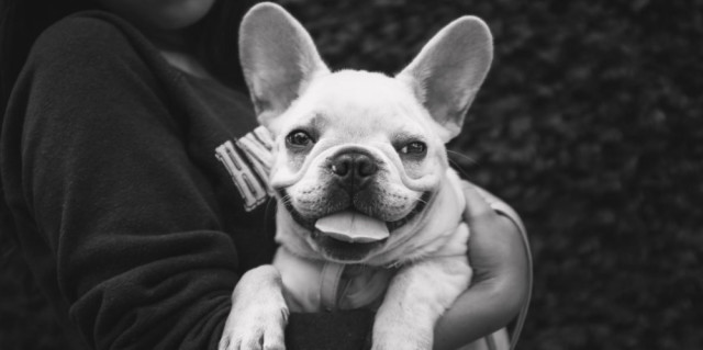 法国斗牛犬 身价:$1,400–$3,000(约9200到19800元人民币) 法国斗牛犬 身价:$1,400–$3,000(约9200到19800元人民币)