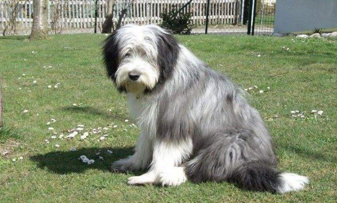 想拥有一只优秀的古代长须牧羊犬，主人该怎么做？