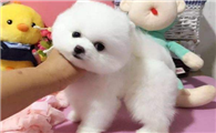 博美犬是哪个国家的