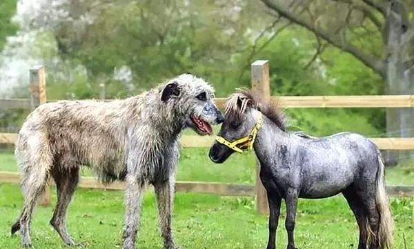 爱尔兰猎狼犬的寿命一般是多久 爱尔兰猎狼犬的寿命一般是多久