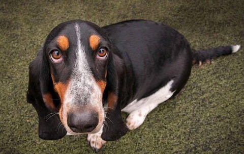 巴吉度犬训练技巧有哪些 巴吉度犬训练技巧有哪些