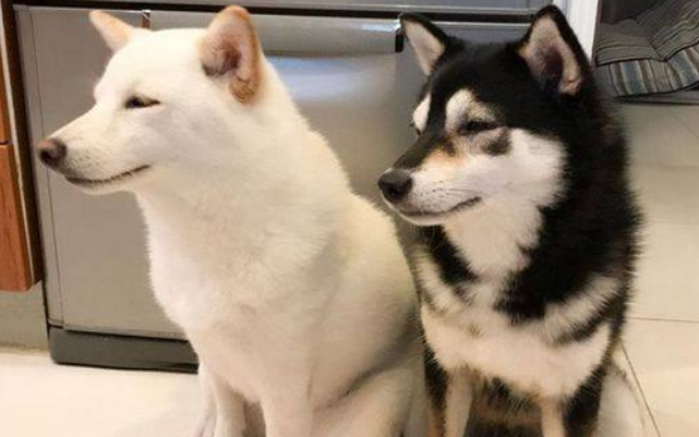 柴犬多少钱一只