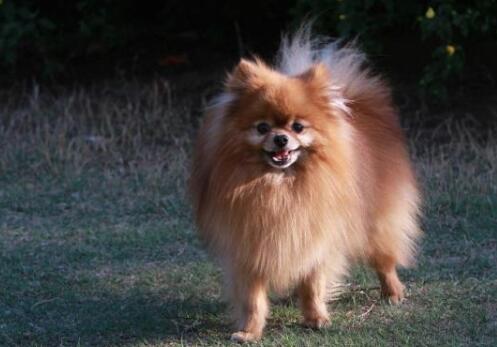 博美犬是短鼻犬吗