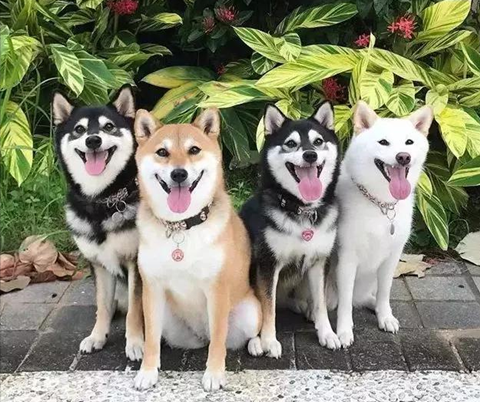 柴犬有什么颜色