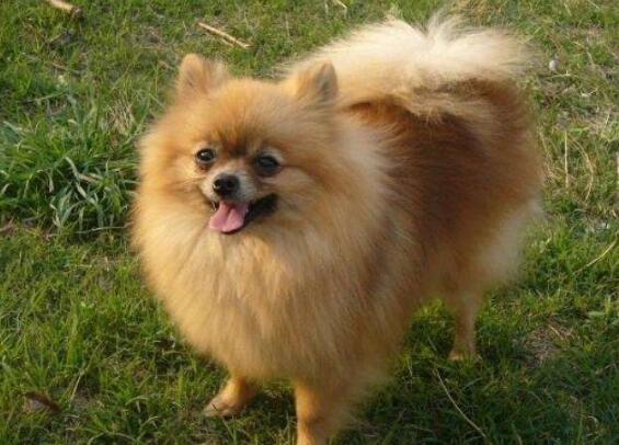 博美犬怎么训练才听话 博美犬怎么训练才听话