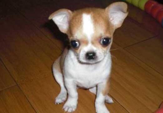 正宗吉娃娃犬多少钱一只