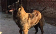 养比利时玛利诺犬注意事项