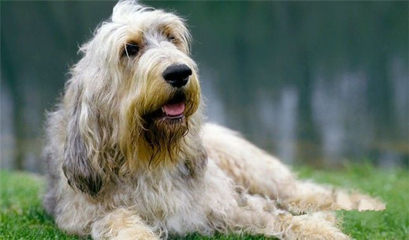 奥达猎犬的体高是多少