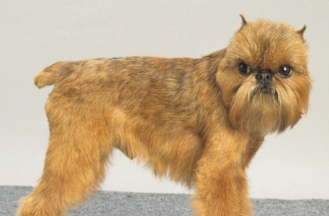 布鲁塞尔粗毛猎犬需要训练什么