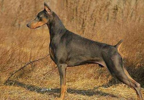 杜宾犬的原产地在哪里 杜宾犬的原产地在哪里