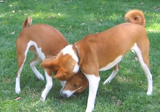 巴仙吉犬聪明吗
