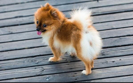 养博美犬注意事项