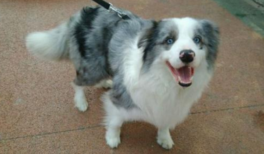 夹杂黄色的边境牧羊犬很明显的是一种和其他的牧羊犬杂交产生的品种毛