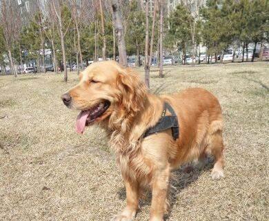 金毛犬的体高是多少