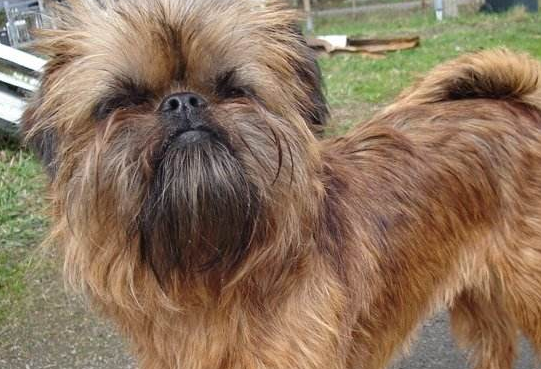 布鲁塞尔粗毛猎犬的体重大约是多少