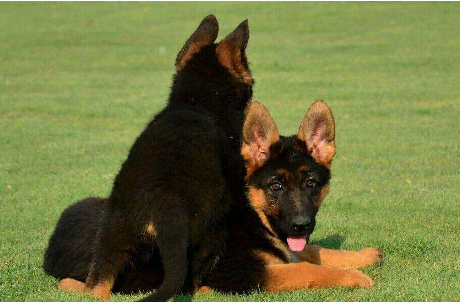 德国牧羊犬需要训练什么 德国牧羊犬需要训练什么