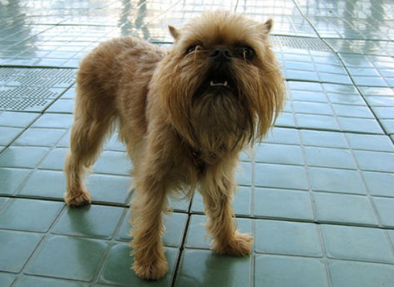 布鲁塞尔粗毛猎犬训练技巧有哪些