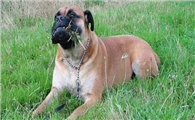 斗牛马士提夫犬多大产仔