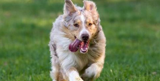 澳大利亚牧羊犬有攻击性吗