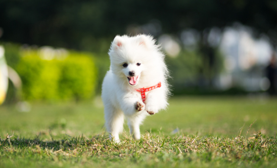 博美犬吃多了拉稀怎么办