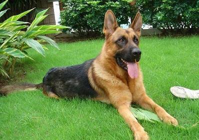 德国牧羊犬的体高是多少 德国牧羊犬的体高是多少