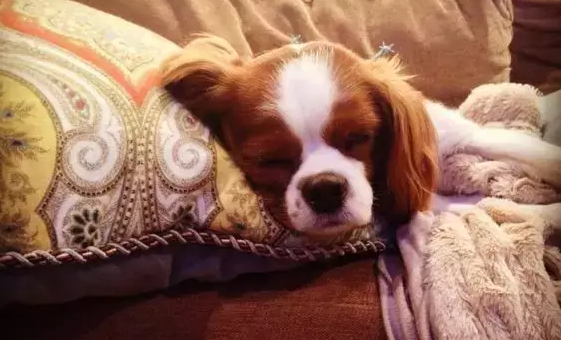 骑士查理王小猎犬吃多了吐了怎么办 骑士查理王小猎犬吃多了吐了怎么办