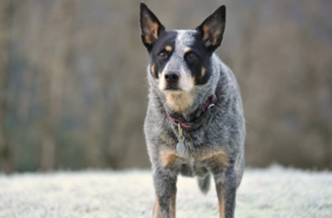 澳大利亚牧牛犬的体高是多少 澳大利亚牧牛犬的体高是多少