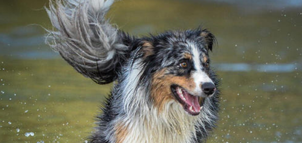澳大利亚牧羊犬的性格外貌特征 澳大利亚牧羊犬的性格外貌特征