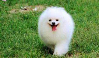 博美犬喜欢玩什么