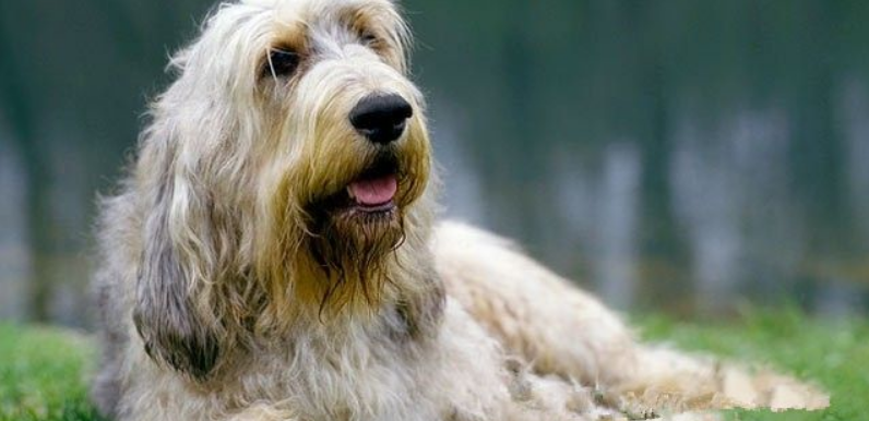 奥达猎犬聪明吗