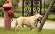 法国斗牛犬是烈性犬吗