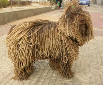 波利犬什么颜色好 波利犬什么颜色好
