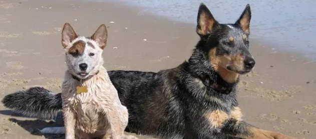 澳大利亚牧牛犬的体重大约是多少 澳大利亚牧牛犬的体重大约是多少