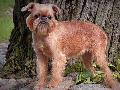 布鲁塞尔粗毛猎犬生活习惯 布鲁塞尔粗毛猎犬生活习惯