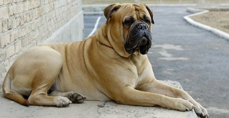 斗牛马士提夫犬聪明吗