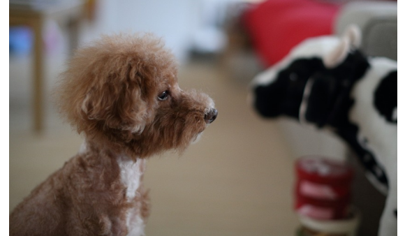 关于贵宾犬的那些事,你是否了解? 关于贵宾犬的那些事,你是否了解?
