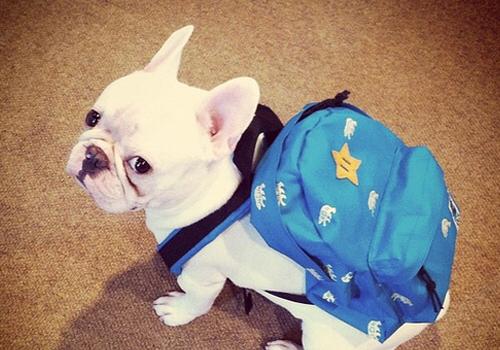 英国斗牛犬好还是法国斗牛犬好