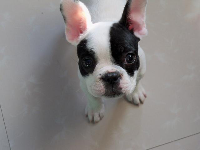 法国斗牛犬是什么犬