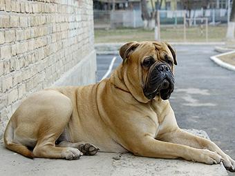斗牛马士提夫犬的饲养要点有哪些 斗牛马士提夫犬的饲养要点有哪些