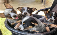 澳大利亚牧牛犬聪明吗