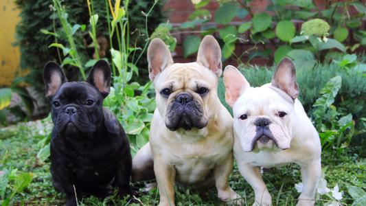法国斗牛犬哪里买比较好