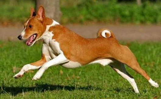 巴仙吉犬需要训练什么