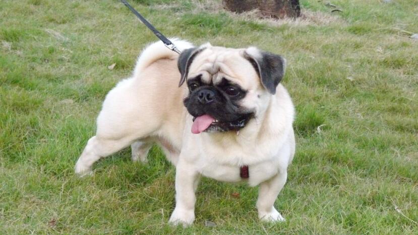 与中国商业有重要往来的荷兰东印度公司更是将为数不少的巴哥犬介绍到