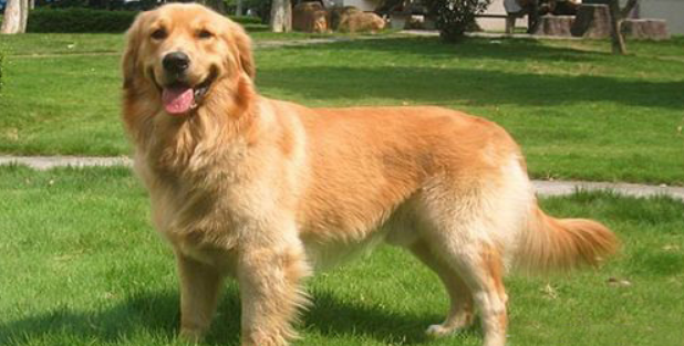 金毛犬该怎么喂养 金毛犬该怎么喂养