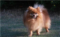博美犬是短鼻犬吗