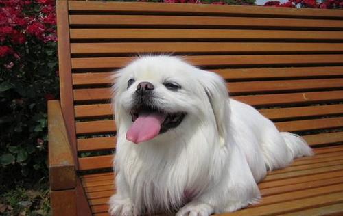 这么高人气的北京犬,你确定不养一只吗? 这么高人气的北京犬,你确定不养一只吗?